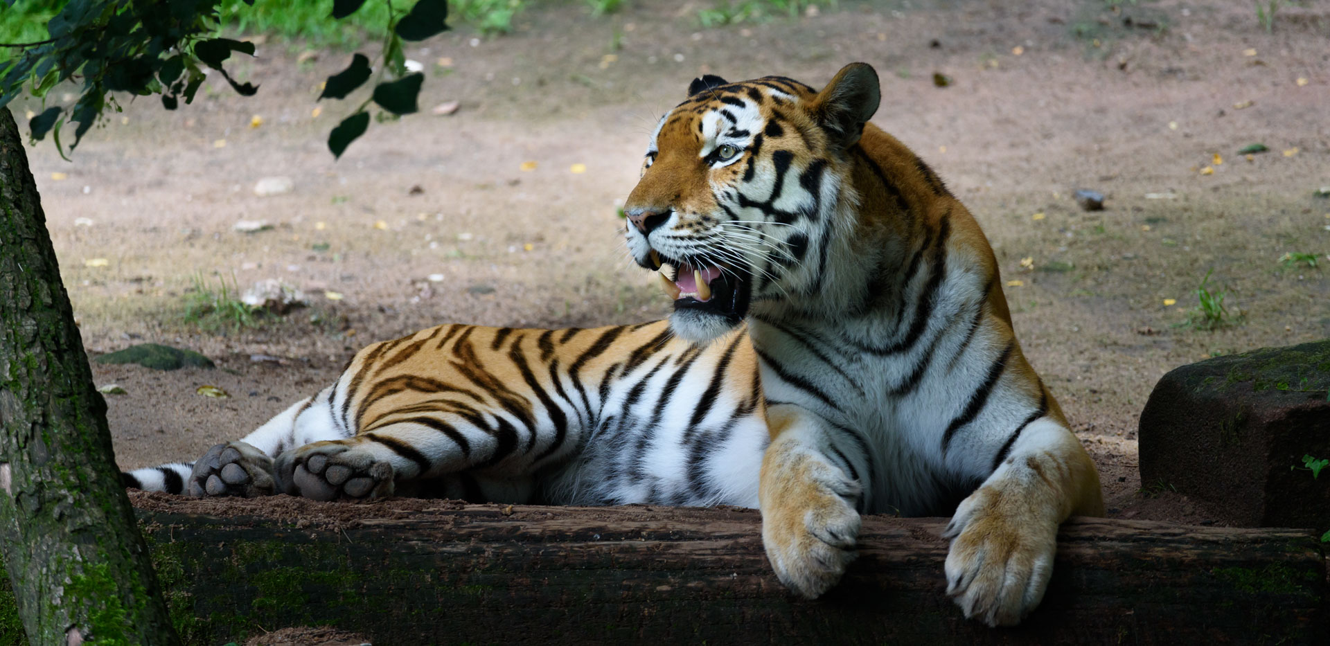 Animals
