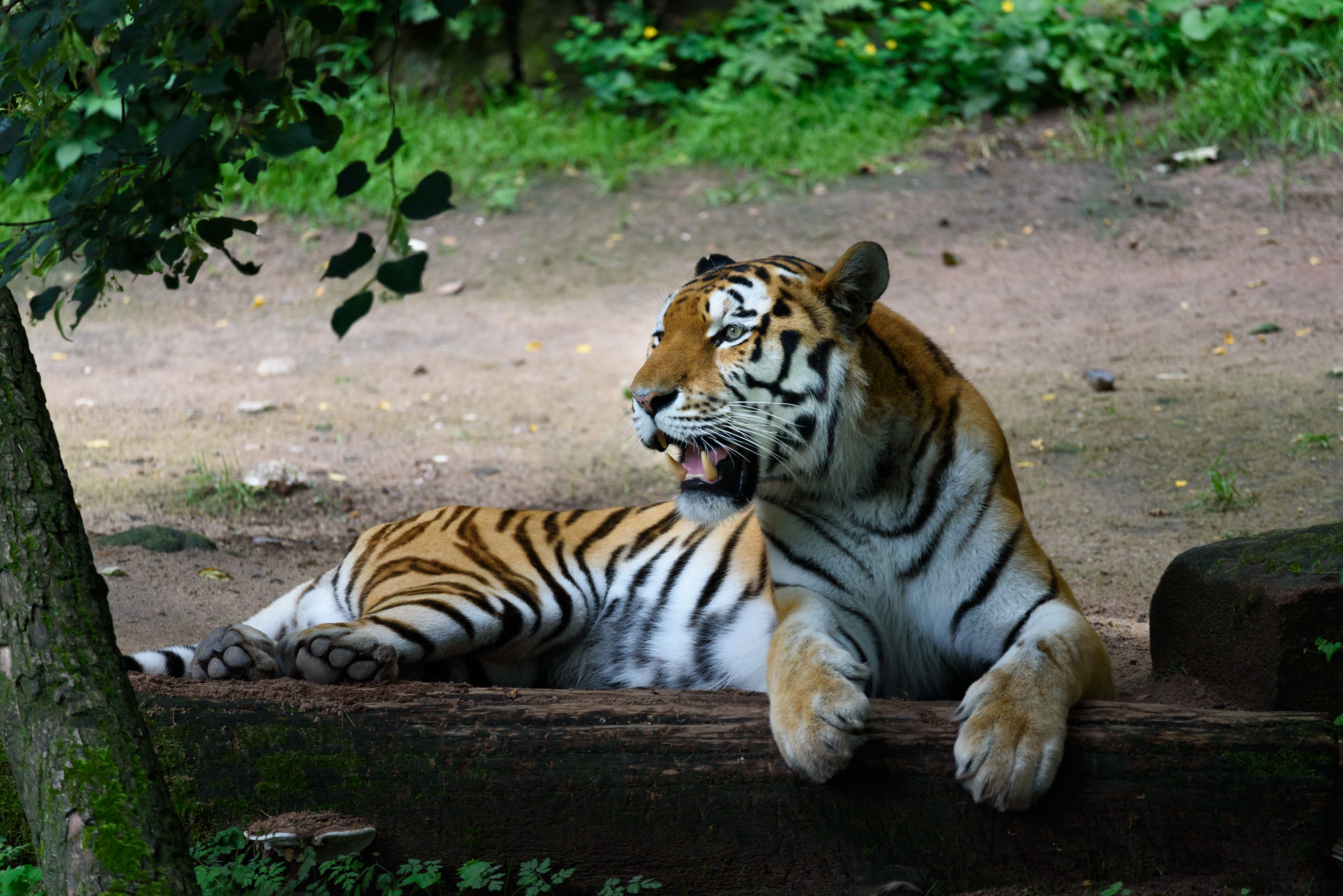 Animals