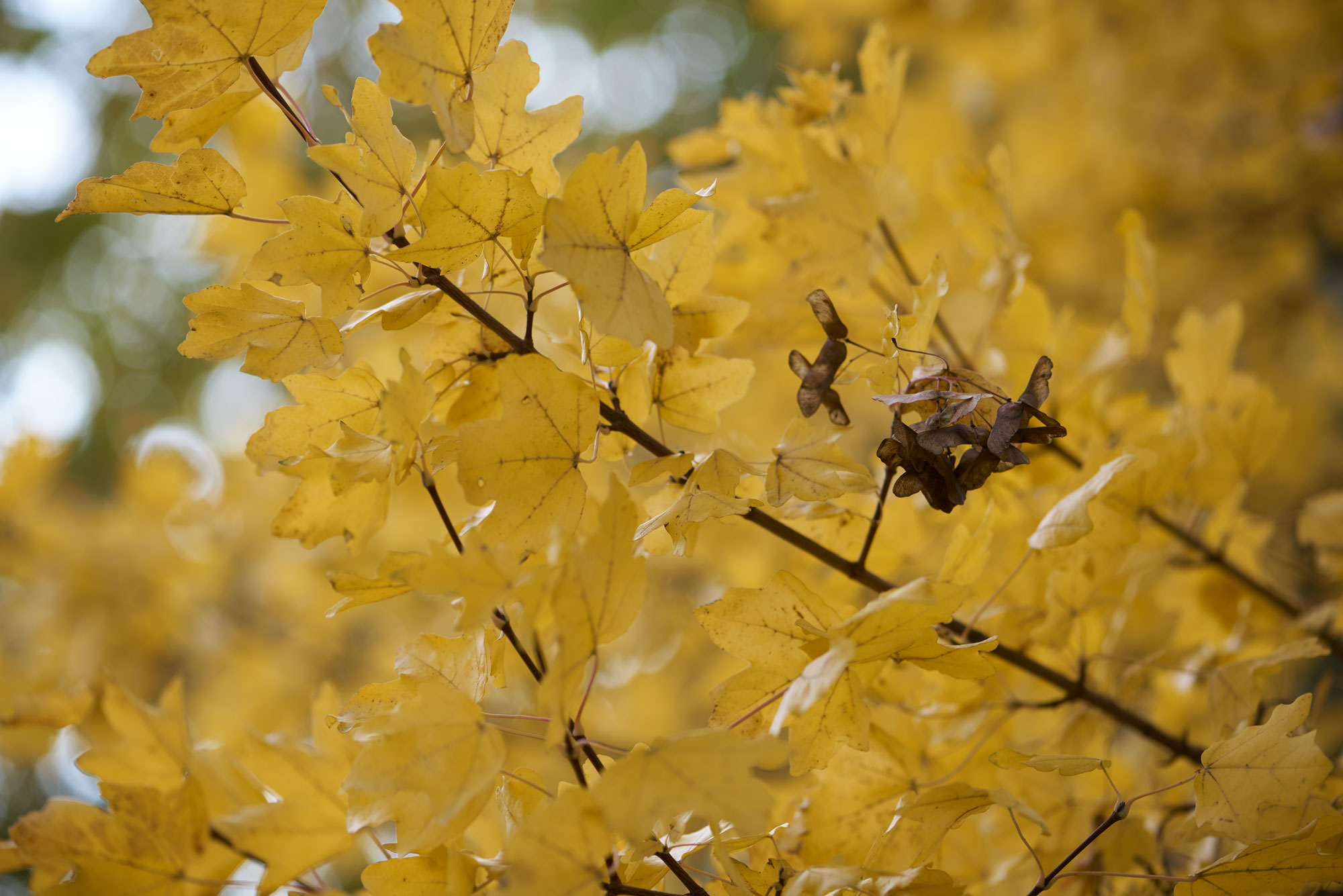 Autumn