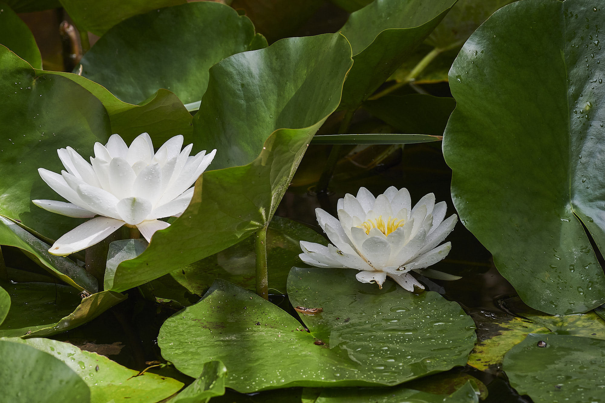 Flowers and plants